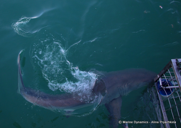 White shark, GAnsbaai, South africa